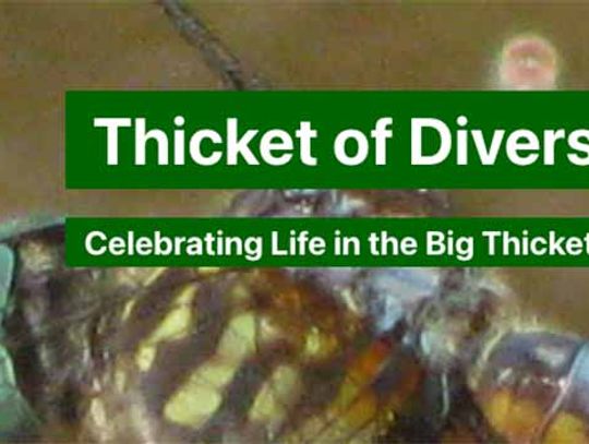 Accomplishments by Thicket of Diversity outlined