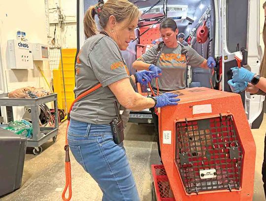 ASPCA assists shelters, pet owners impacted by flooding