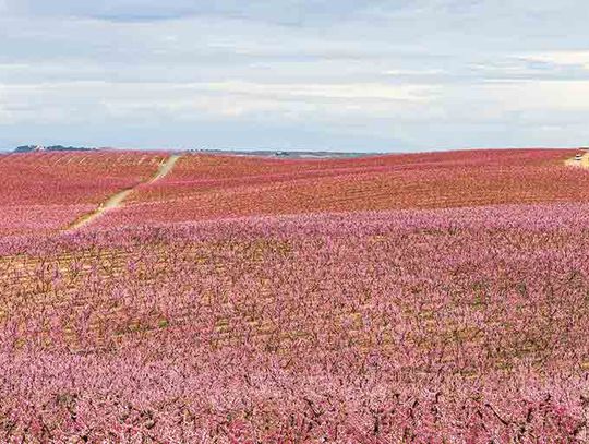 Chill hours produce mixed  results for Texas peach producers