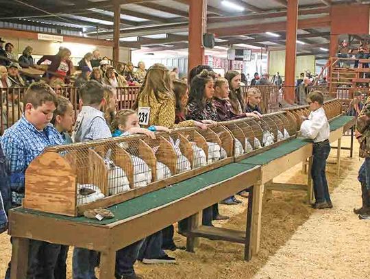 County Fair shows gains in participants, projects