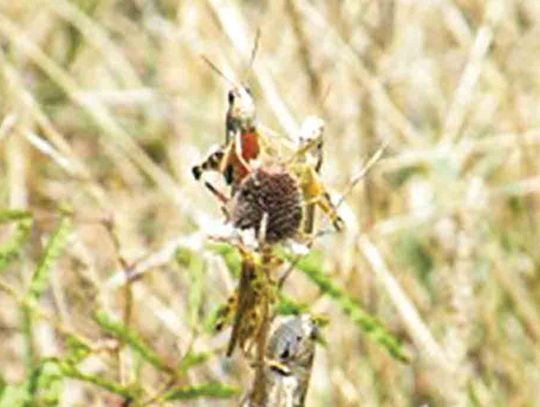 Dealing with crop damage caused by grasshoppers