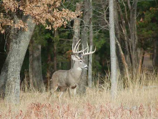 Deer hunting then and now