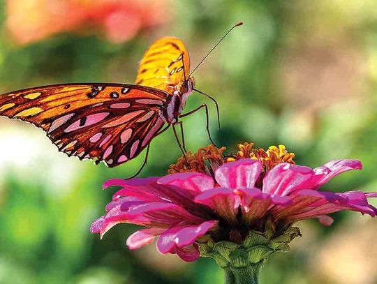 Eight great plants to bring butterflies to your garden