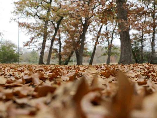 Fallen leaves: beneficial or harmful depending on setting