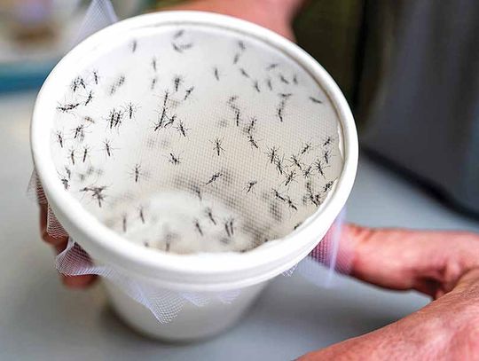 Five tips to protect your home from mosquitoes this summer