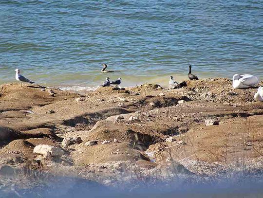 Gazebo Nature Preserve at Lake Livingston Dam to host two public events