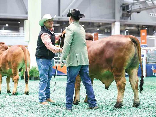 Groveton ranch wins medals in Brahman show