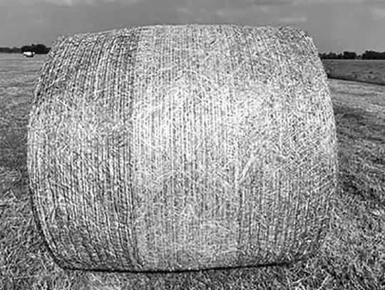 Hay considerations during difficult, dry times