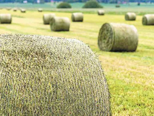 Hay supply nearing 50-year low, prices near record highs