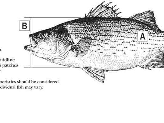 Hybrid bass in Lake Livingston?