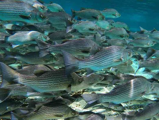 Hybrid striped bass for Lake Livingston