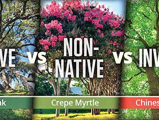 Invasive, non-native and native Texas tree species explained