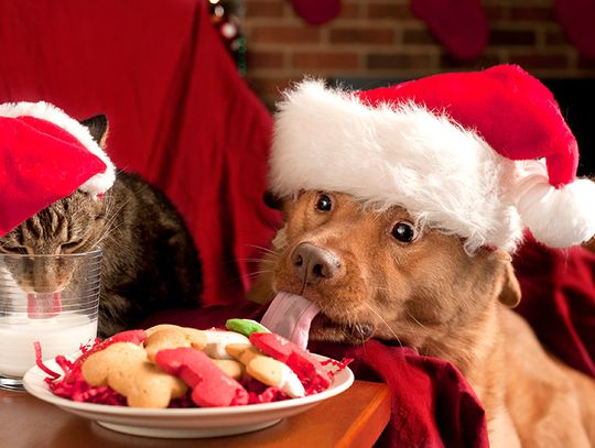 Keep pets healthy and safe during holidays