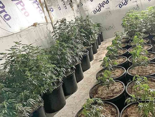 Law enforcement take down pot house