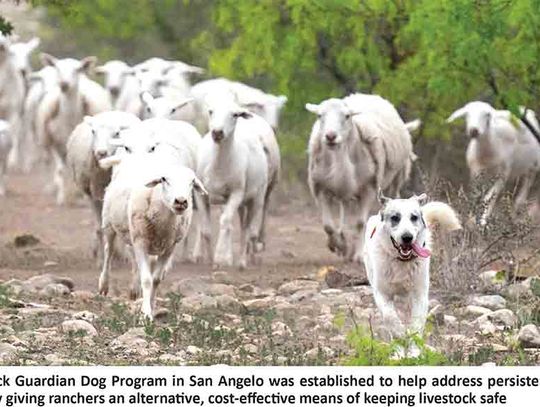 Livestock Guardian Dogs - Unsung heroes of the  livestock protection business