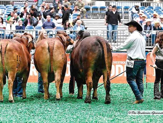 Local ranch wins at Houston Livestock Show