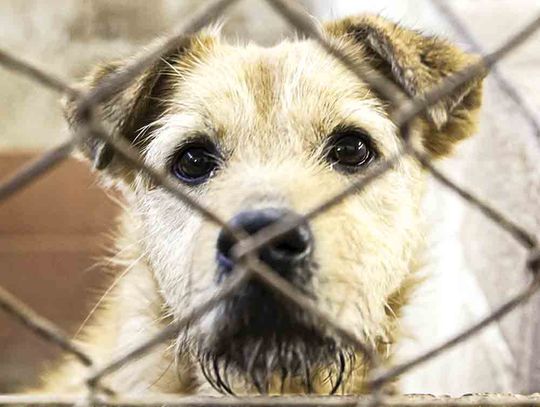 New law bars cruelty offenders from owning animals for five years