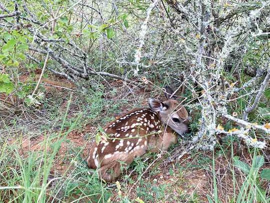 Oh, deer! Leave fawns where you find them