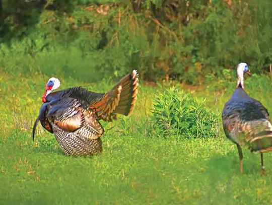 Outdoor Life - "Shooting" Turkeys