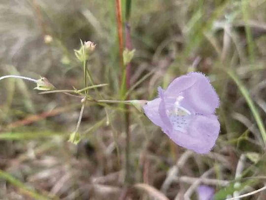 Rare plant on verge of endangerment