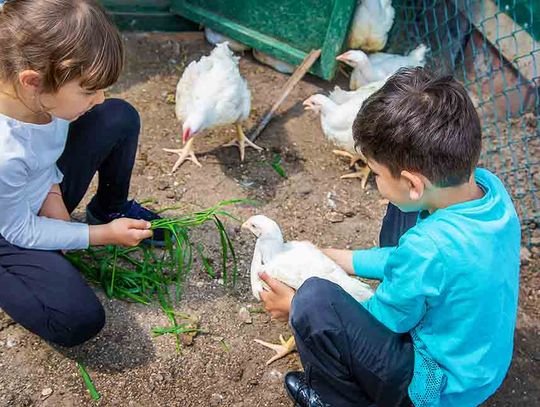 Rent-The-Chicken – a new option for raising chickens