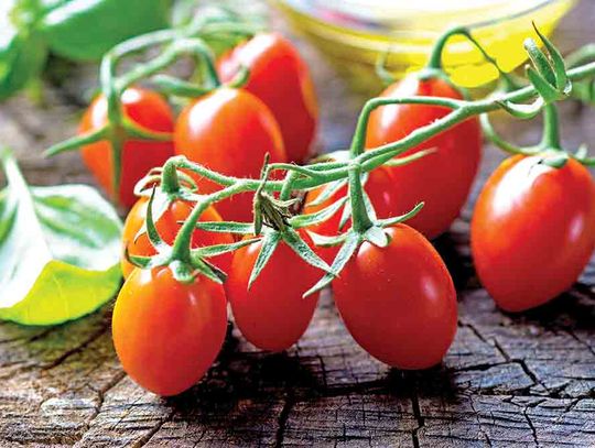 Ruby Crush tomato named Texas Superstar plant