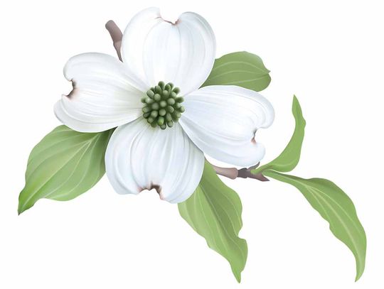 Search for Dogwood Duchesses begins