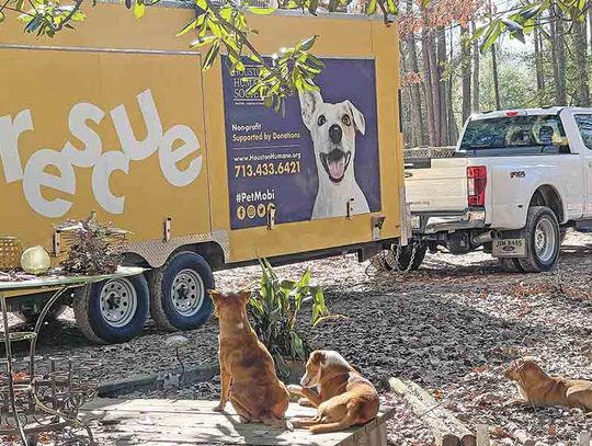 Shelter rescues dogs from San Jacinto County