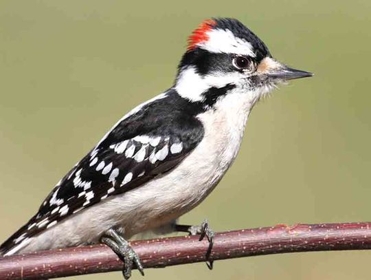 Spotting woodpeckers of East Texas