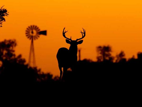 Texas deer population forecasted to rebound from drought conditions