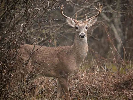 Texas drawn hunt program opens  for 2023-24 season applications