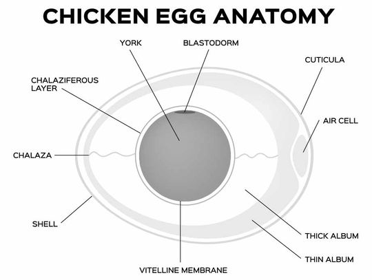 The egg - more than just a breakfast staple