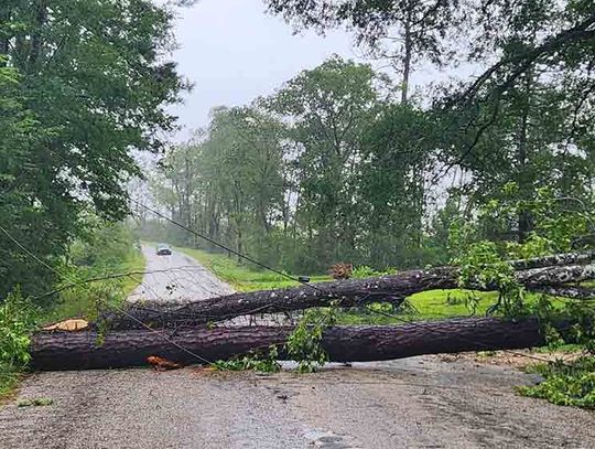 These downed trees on South Washington Avenue took down numerous power lines