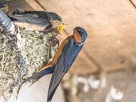 Tips to prevent barn swallow nests this spring