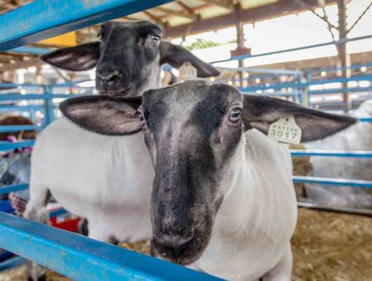 Trinity-Neches Livestock Show kicks off Monday