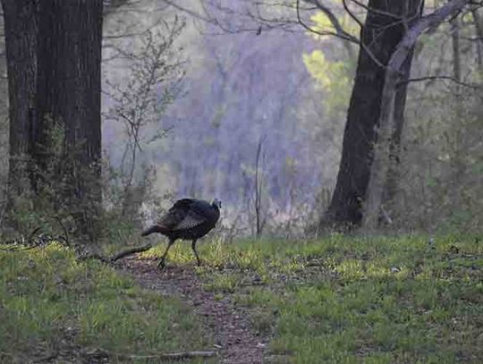 WILDLIFE CLOSE TO HOME