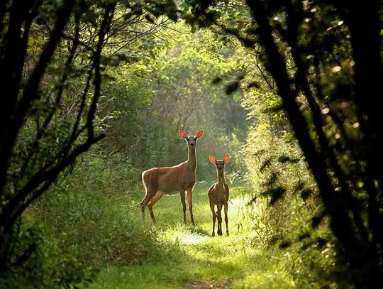 ‘Wildlife in Focus’ expands photography contest  Prizes now up to $45,000