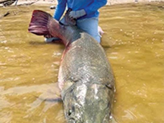 World record  alligator gar caught in Lake Sam Rayburn