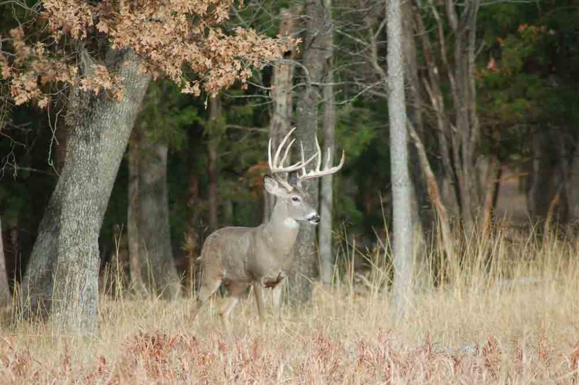 Deer hunting then and now