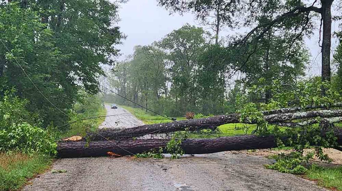 These downed trees on South Washington Avenue took down numerous power lines