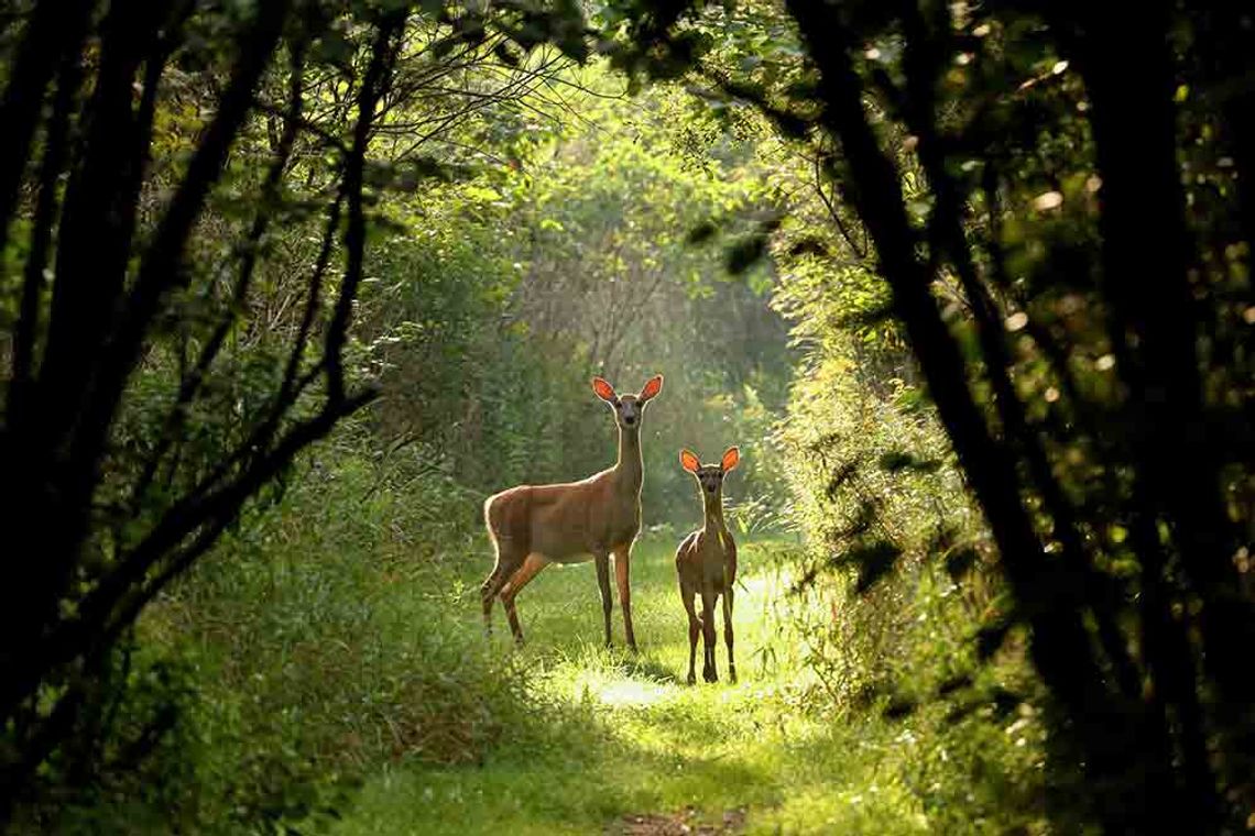 ‘Wildlife in Focus’ expands photography contest  Prizes now up to $45,000