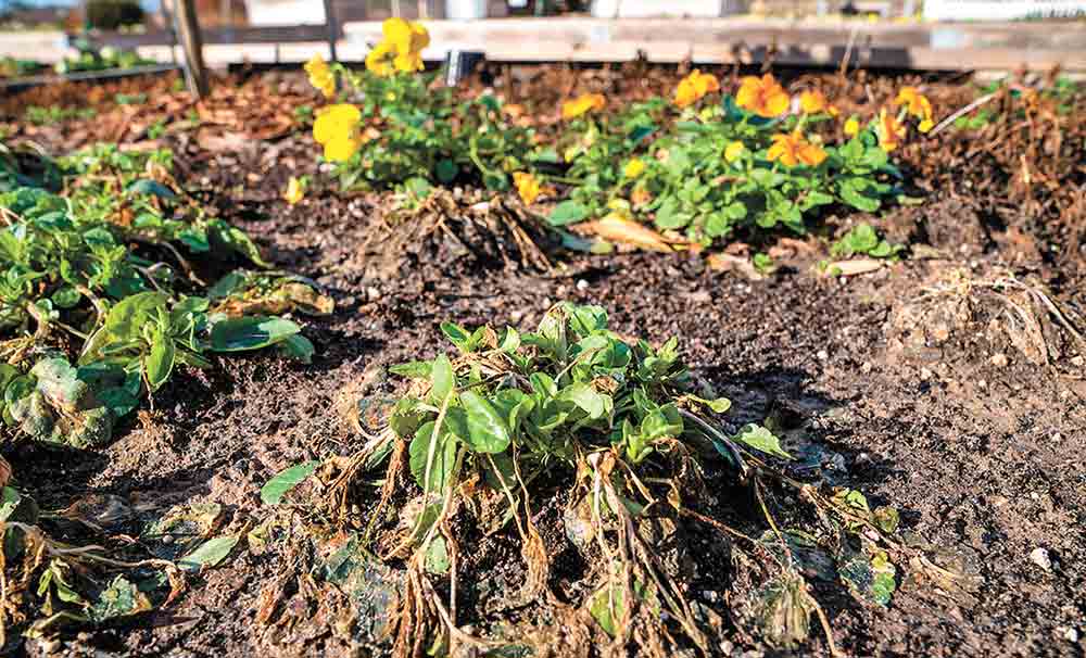 Freeze damaged pansies in College Station. Texas A&M photo by Courtney Sacco