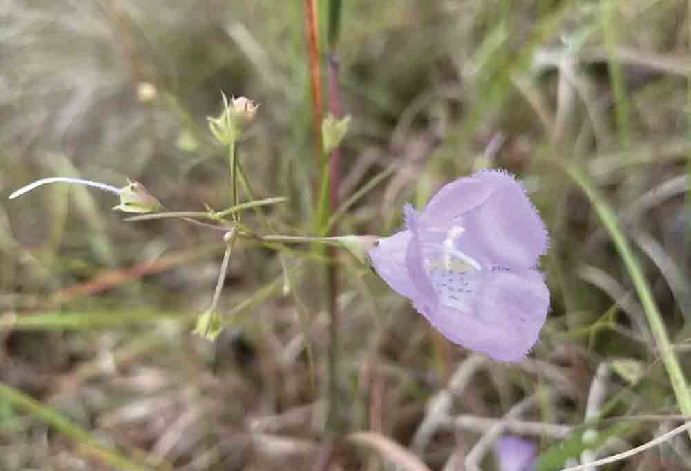 A bloom of a Navasota false foxglove. PHOTO BY SHEENA GIRNER | US FISH AND WILDLIFE SERVICE