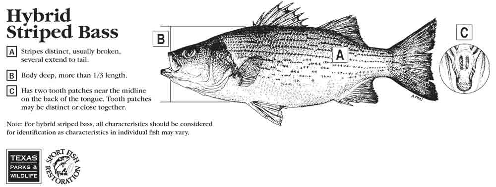 HybridStipedBass