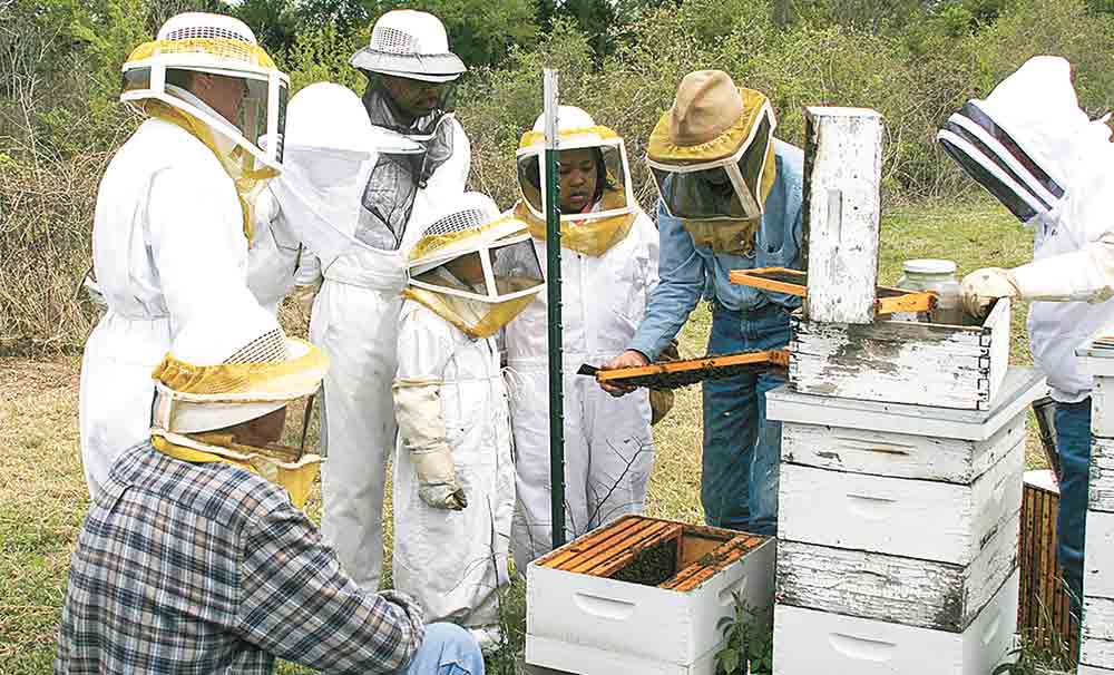 Safely handling bees can help lower your property taxes as well as being a fun family activity and providing honey for your table. Courtesy photo