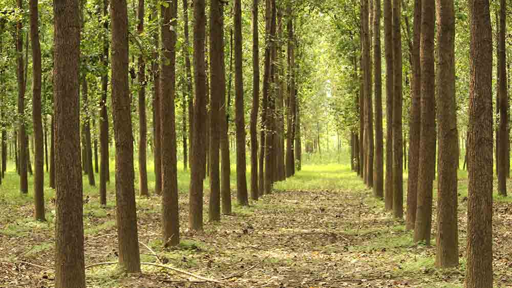 LongLeafPineFarm STOCK