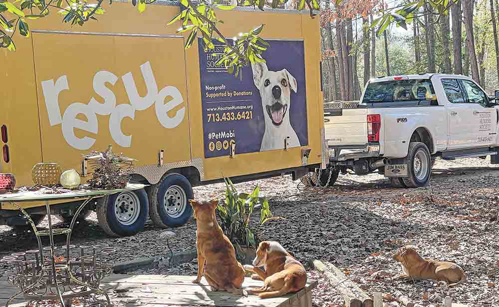 The Houston Humane Society rescued 13 abandoned dogs from San Jacinto County recently.   Courtesy photos