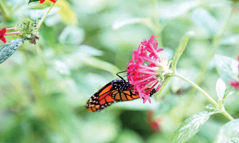 SummerGardening