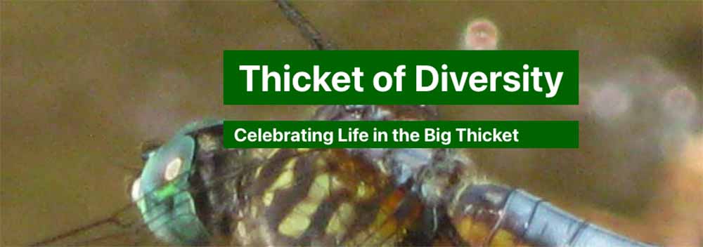 ThicketOfDiversity Logo