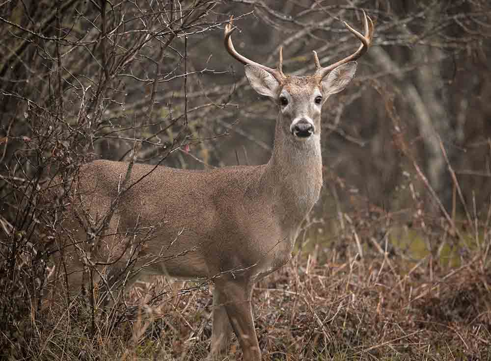 WhiteTailDeer STOCK